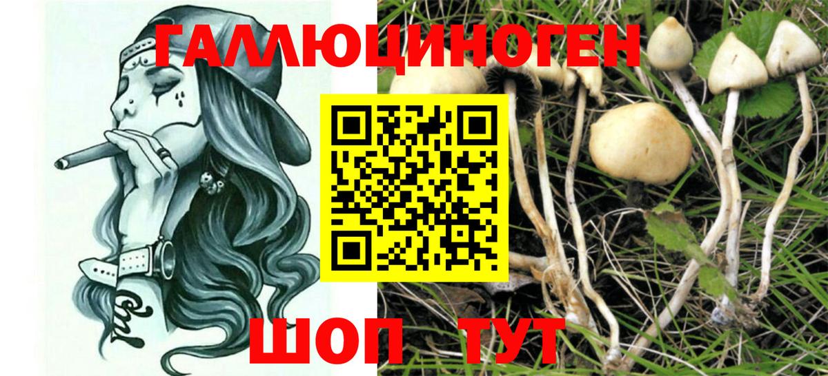 Галлюциногенные грибы GOLDEN TEACHER  Дятьково 